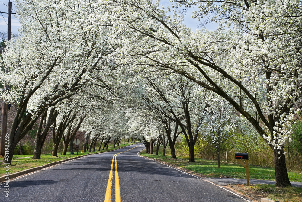 Fototapeta premium Spring Road