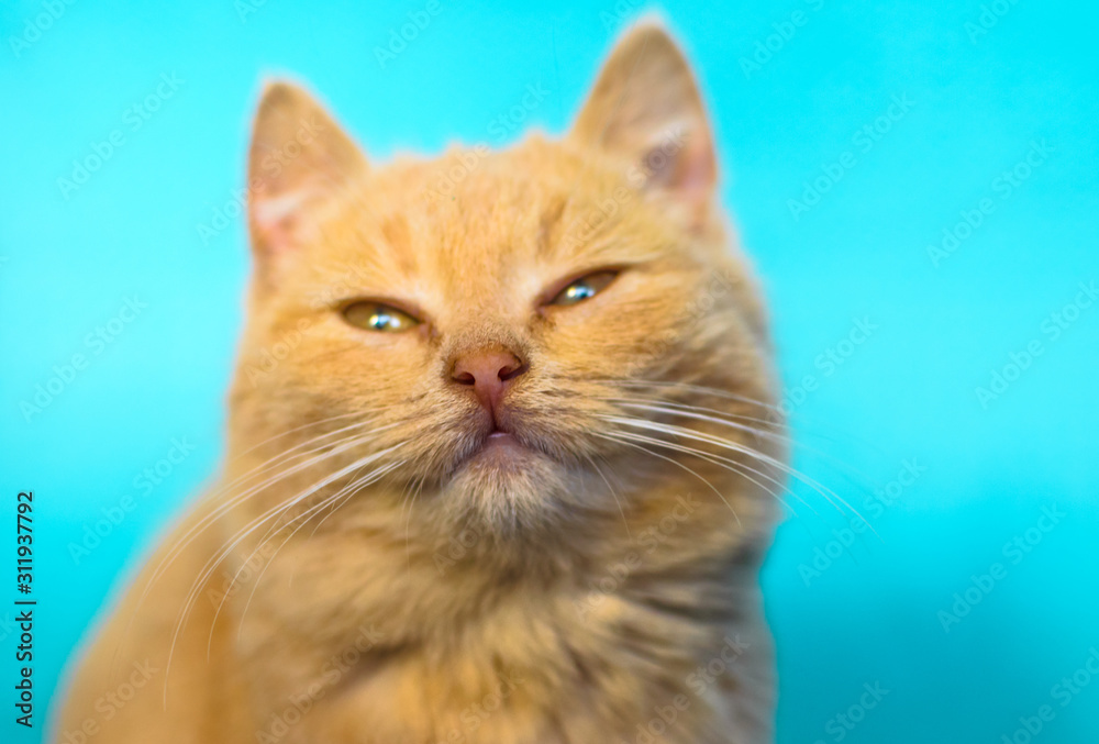 The emotions of a small and fluffy red kitten on a simple and bright blue background, cozy and cute portraits of a pet