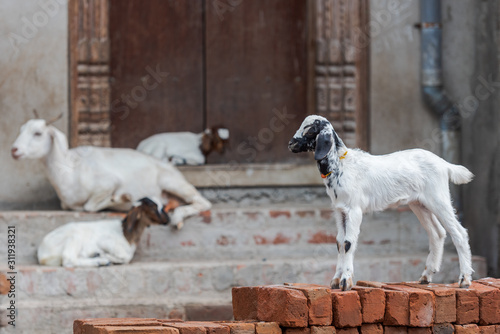 White domesticated goat standing on red bricks in front of house entrance