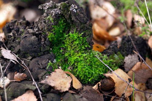 Bright green moss in the autumn forest among fallen leaves, macro shot with blurry background.