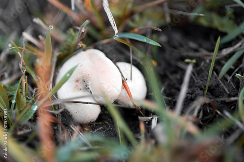 Lycoperdo mushroom in a field among grass, macro shot. photo