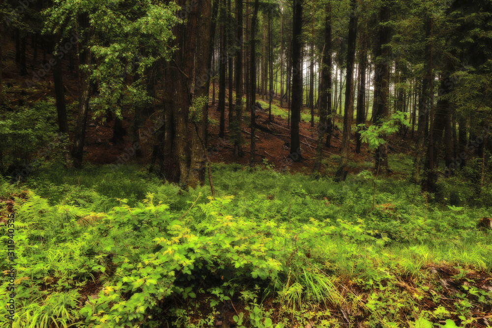 Leuchtend grünes Gewächse an einem Waldrand Leuchtend grünes Gewächse an einem Waldrand