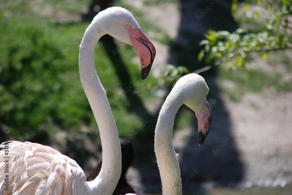 Fototapeta premium 2 Flamingos close up
