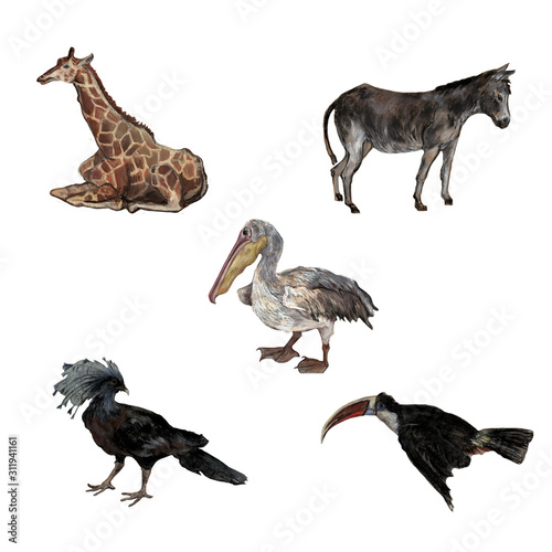 Clipboard set of watercolor hand drawn group of wild animal cliparts in the zoo - birds  giraffe  donkey  cormorant