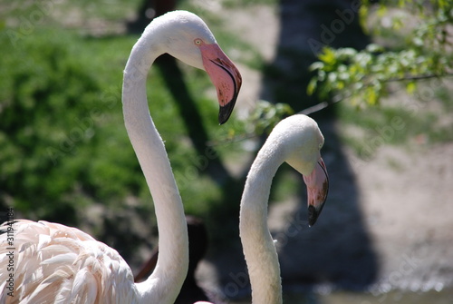 2 Flamingos close up