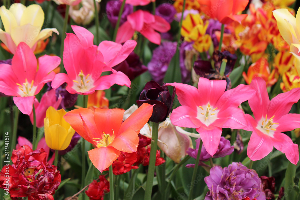 colorful tulips and flowers in the garden colorful tulips and flowers in the garden