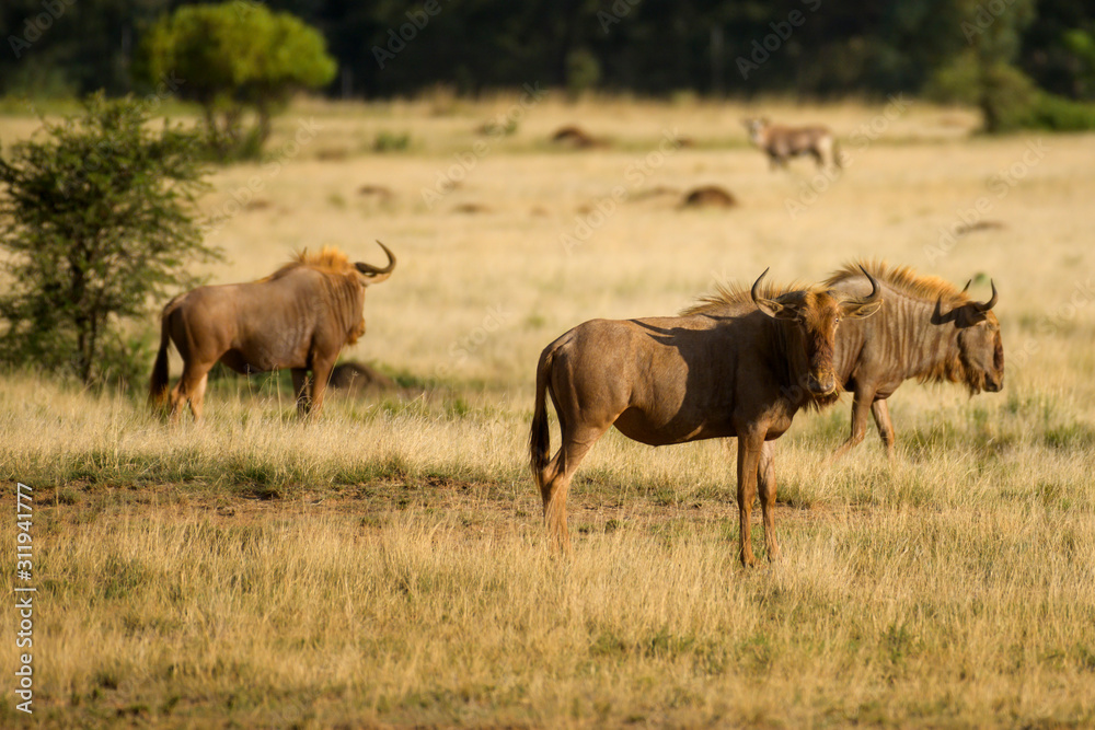 Blue wildebeest Group with Blue sky and green Grass Blue wildebeest Group with Blue sky and green Grass