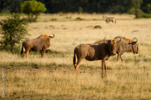 Blue wildebeest Group with Blue sky and green Grass