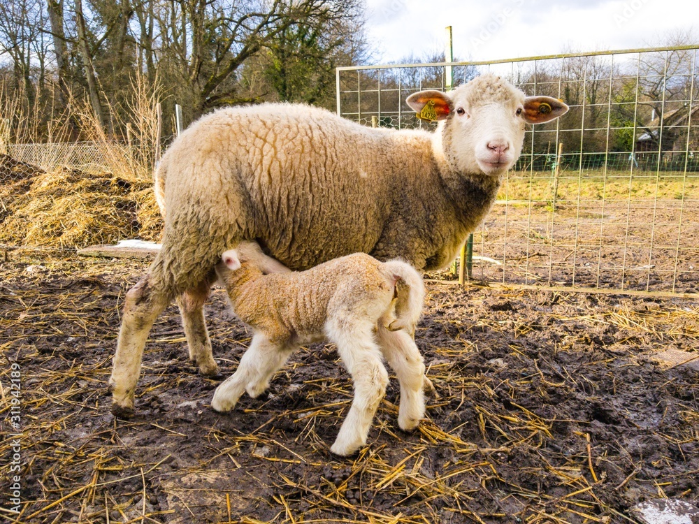 Naklejka premium goat on farm