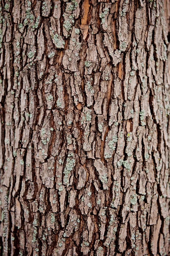 large tree bark closeup background - obrazy, fototapety, plakaty 