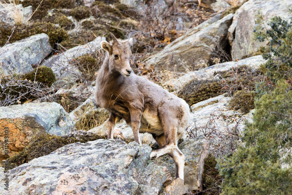 Bighorn Sheep in Waterton Canyon by the South Platte River Bighorn Sheep in Waterton Canyon by the South Platte River