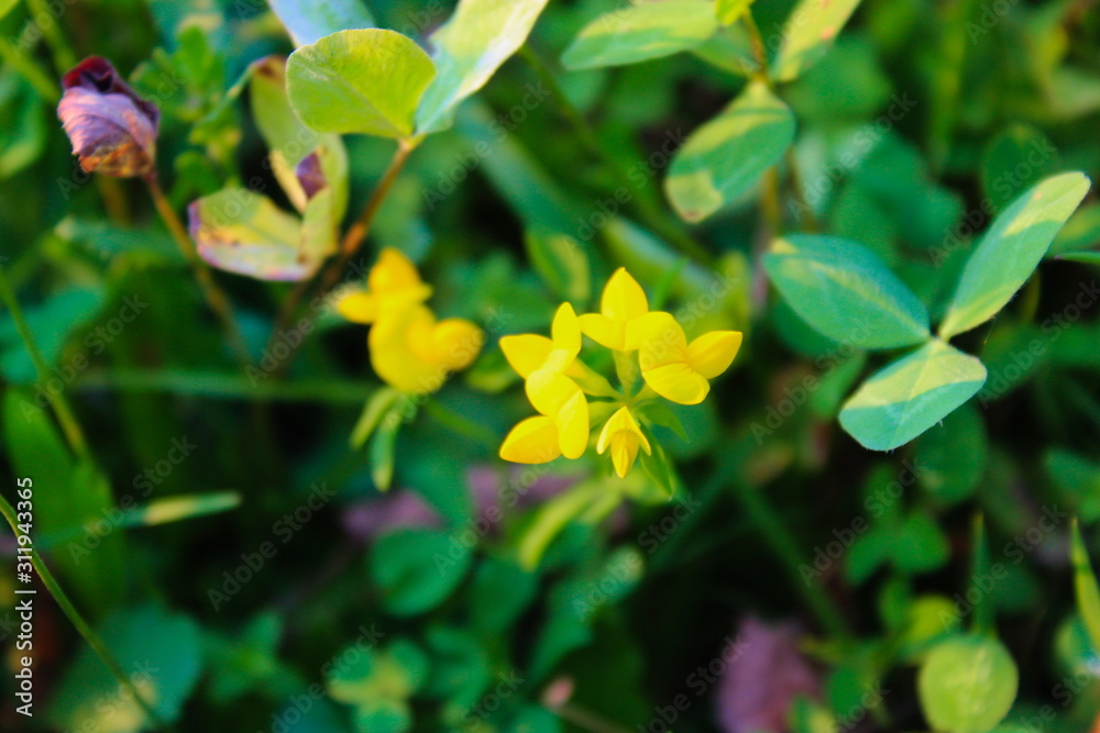 yellow flower yellow flower