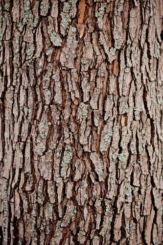 large tree bark closeup background photo