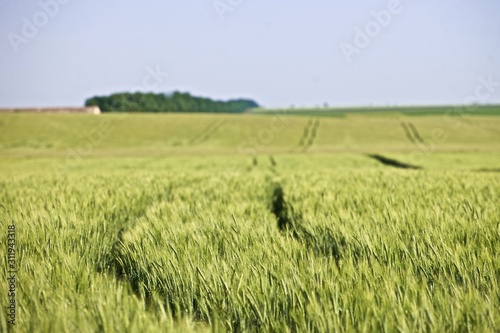 clear and  green barley field
