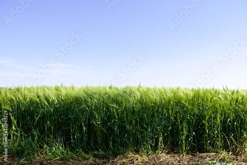 clear and  green barley field