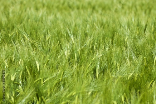 clear and green barley field