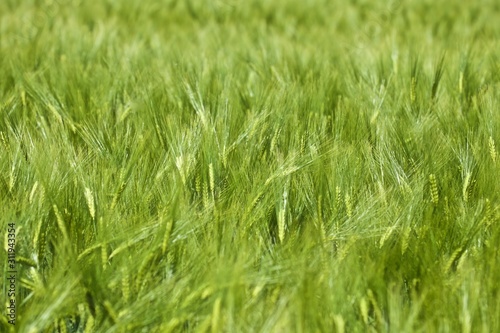 clear and  green barley field