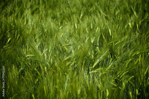 clear and  green barley field