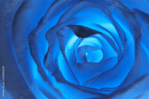 Blue rose close up abstract