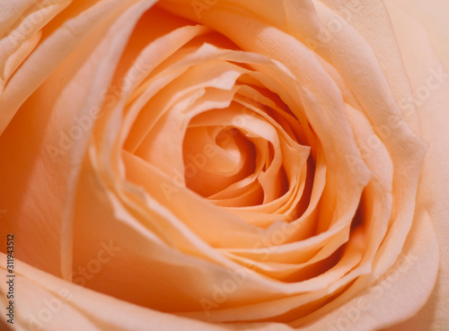 Cream rose close up