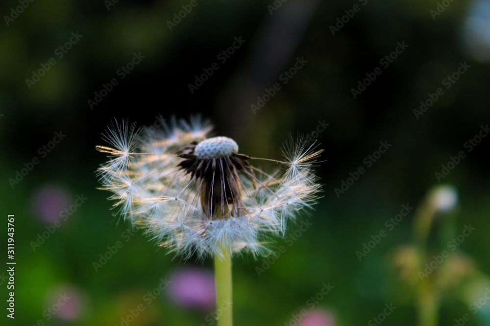 dandelion