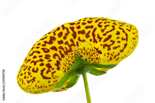 calceolaria fiore giallo isolato su fondo bianco photo