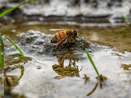 Bee drinking water in a puddle