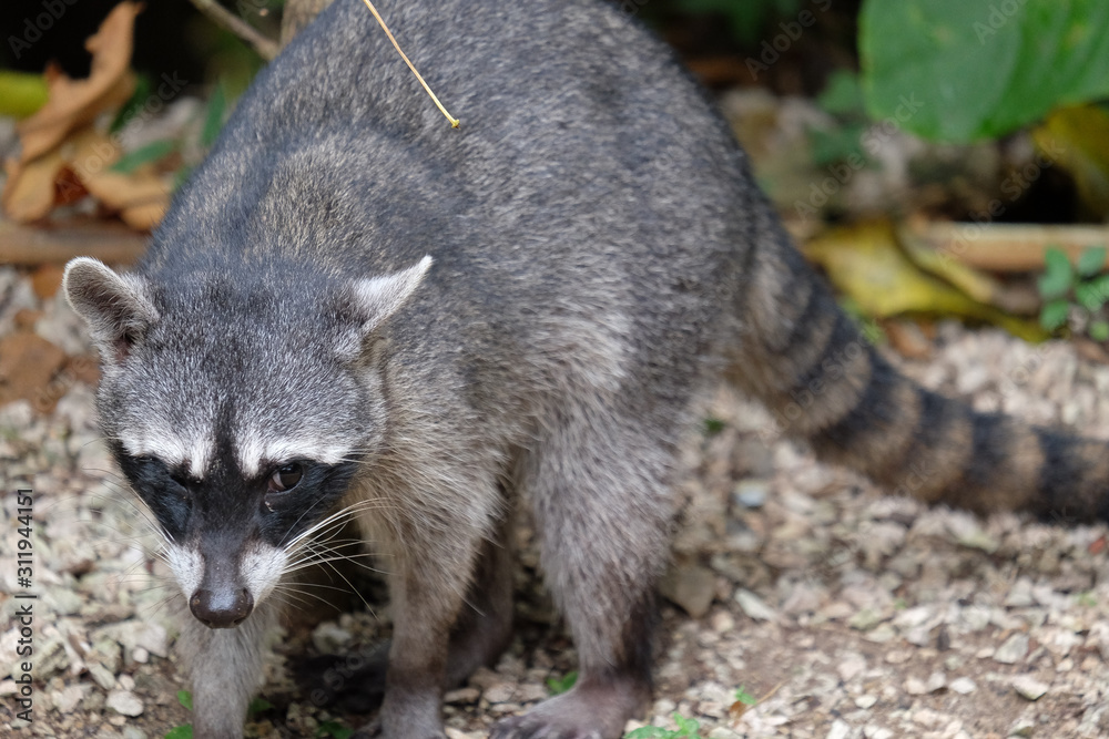 Obraz premium A raccoon that just coming out of the jungle in Costa Rica, one eye closed