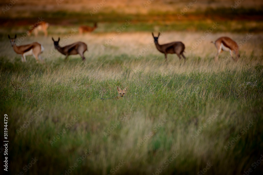 Bat-eared fox with springbuck in the background Bat-eared fox with springbuck in the background