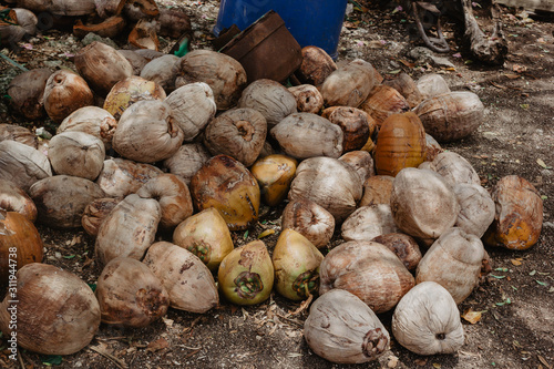 potatoes in soil