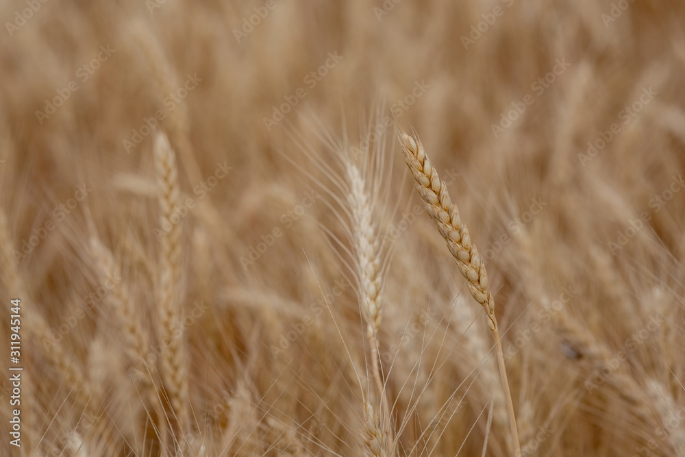 Yellow ear of wheat closeup. Selective focus. Yellow ear of wheat closeup. Selective focus.
