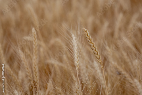 Yellow ear of wheat closeup. Selective focus.