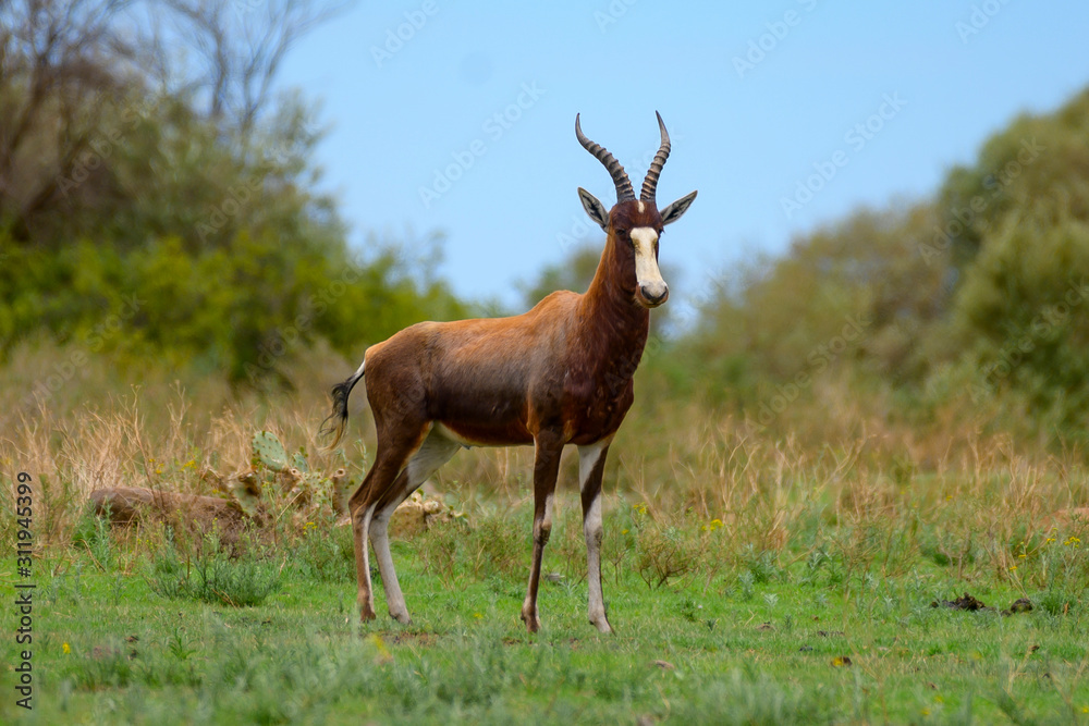 Bles Buck in green fields and Blue sky Bles Buck in green fields and Blue sky