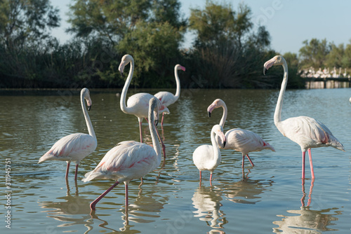 Pink flamingo of the Camargue, France