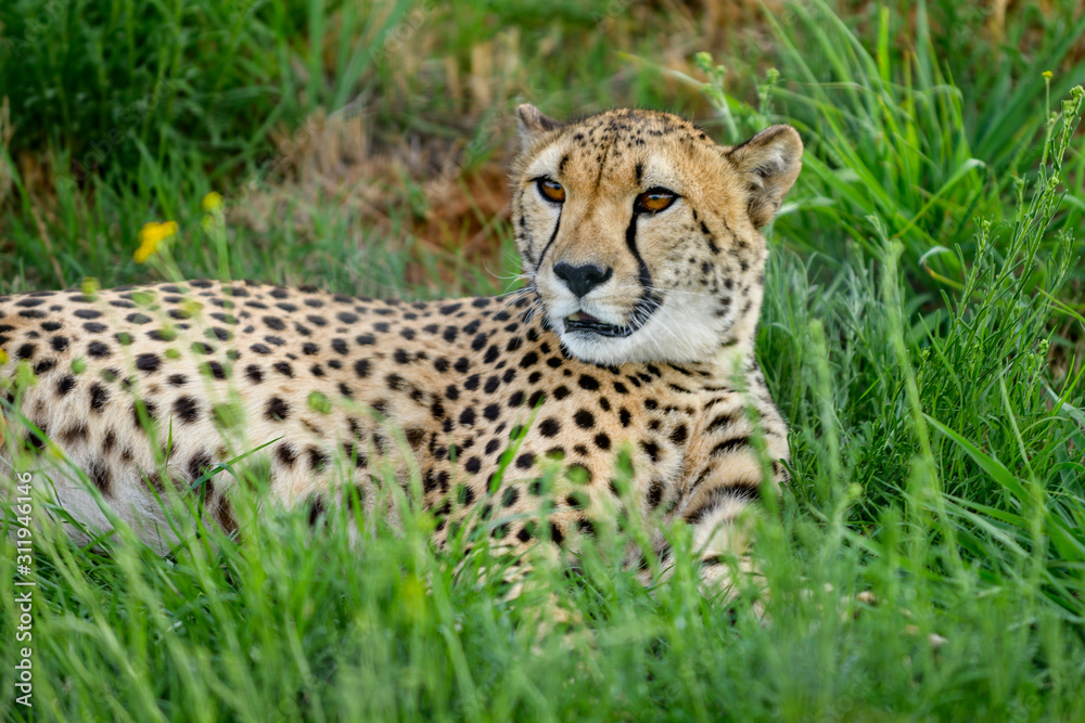 Cheetah in Green Grass from South Africa Cheetah in Green Grass from South Africa
