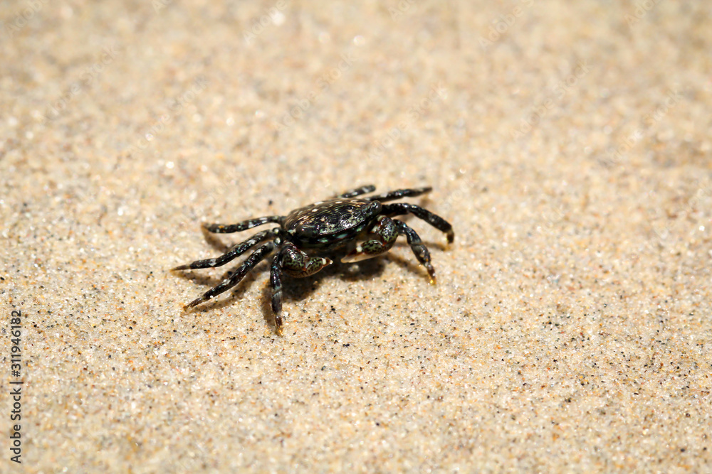 eine kleine Krabbe am Strand am pazifischen Ozean