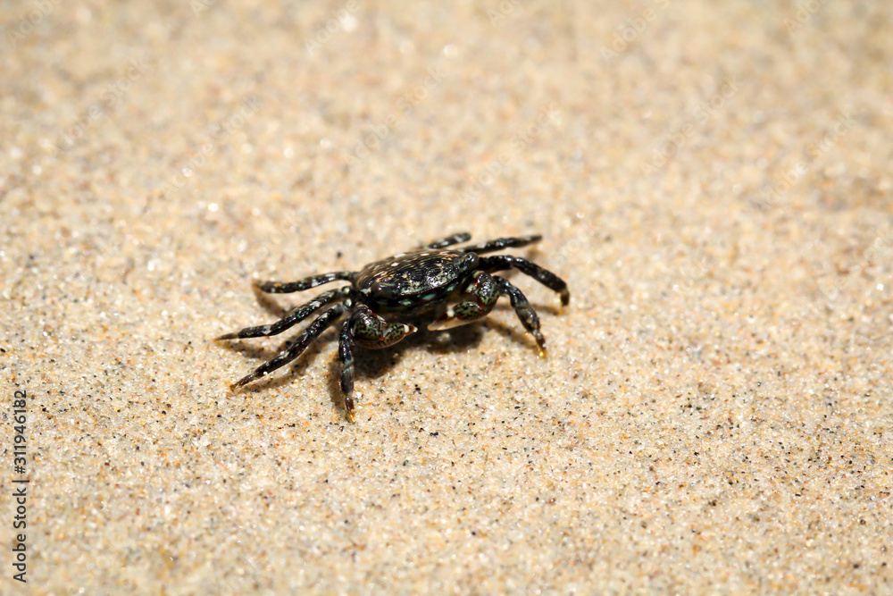 eine kleine Krabbe am Strand am pazifischen Ozean eine kleine Krabbe am Strand am pazifischen Ozean