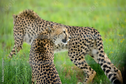 Cheetah in Green Grass from South Africa