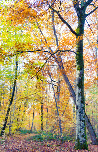 autumn in the park