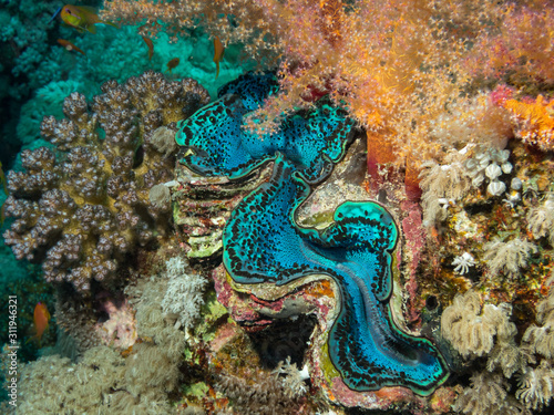maxima clam on coral reef in red sea