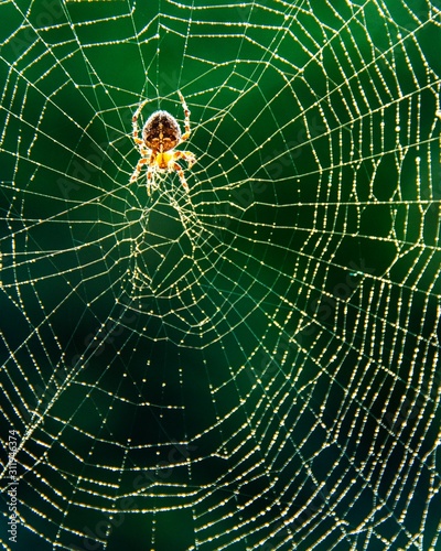 Close up of a spider on a dew covered web 