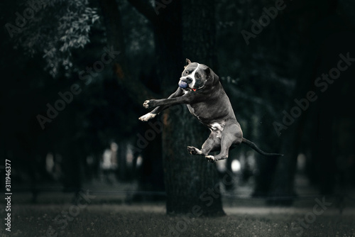 Quadro em tela american pit bull terrier dog jumping up to catch a ball