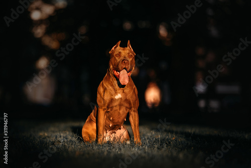 Foto american pit bull terrier dog sitting outdoors
