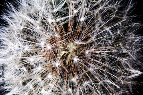 Dandelion