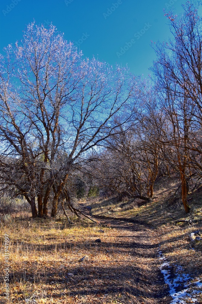 Fototapeta premium Hiking Trails in Oquirrh, Wasatch, Rocky Mountains in Utah Late Fall with leaves. Backpacking, biking, horseback through trees in the Yellow Fork and Rose Canyon by Salt Lake City. United States of Am