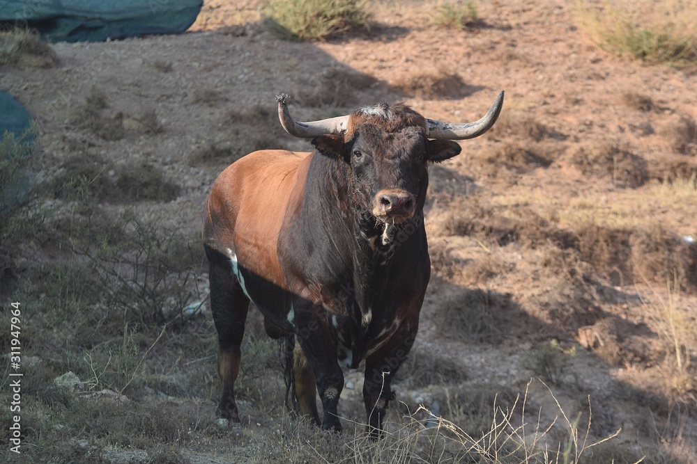 bull in field bull in field