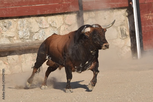 bull on the road