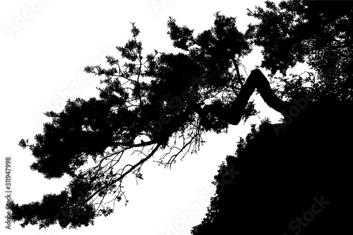 Pine branch silhouette on white background. Illustration of realistic pine branch silhouette.