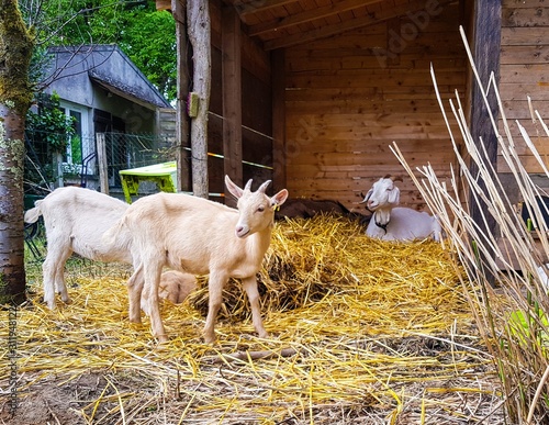 goat on farm