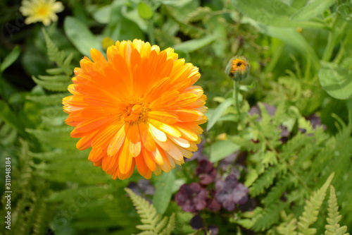 Bright orange calendula flower on a background of greenery.